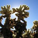 23 Joshua Tree 3
